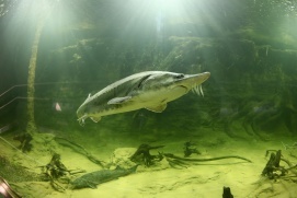 Tisza-tavi Ökocentrum – 5. kép
