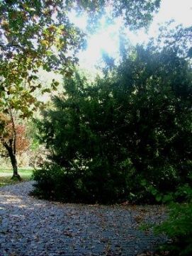 Tiszakürti Arborétum