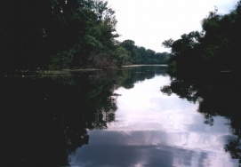 Tőserdő