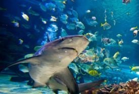 Tropicarium