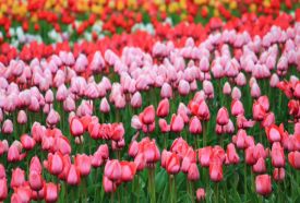 Tulip Garden Homokhátság – 2. kép