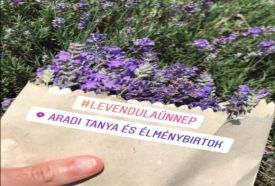 VIII. Mórahalmi Levendulaünnep – 4. kép