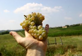 Wekler Pincészet – 3. kép