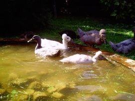 Zsippói Madár- és Élménypark, Falusi Hagyományőrzés  – 4. kép
