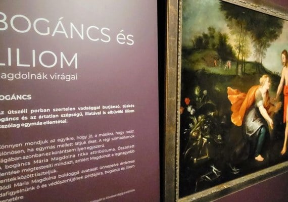 Bogáncs és Liliom - Magdolnák virágai