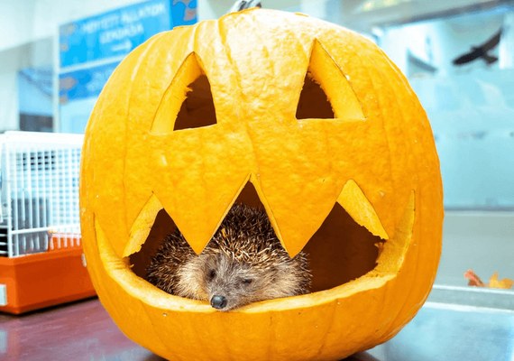 Halloween a budapesti Állatkertben 2026