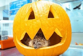 Halloween a budapesti Állatkertben 2026