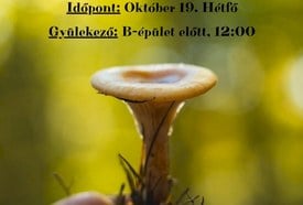Holtfa- és gombatúra