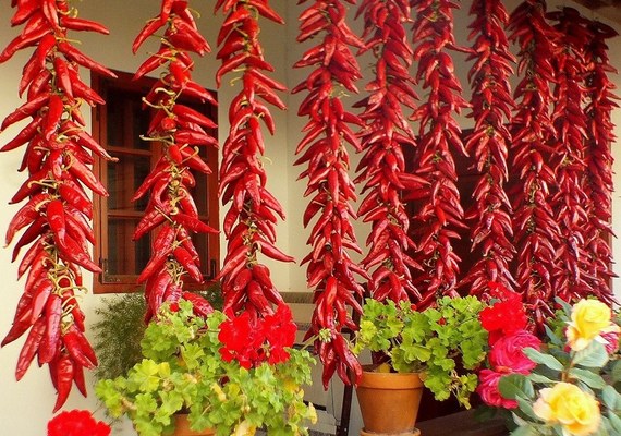 „Mert paprika nélkül nem bír el lenni a világ…” – paprikatermesztés hagyományai Szeged-Alsóvároson kultúrséta