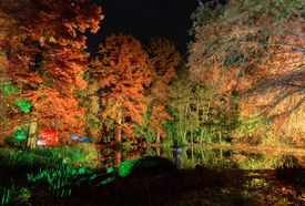 Momiji – gyönyörködés az őszi lombszíneződésben