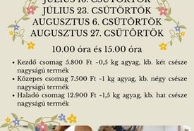 Nyári Nyitott Műhely
